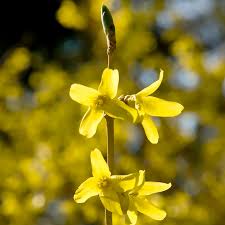 Attēlu rezultāti vaicājumam “Forsythia”