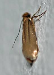 Attēlu rezultāti vaicājumam “Diurnea lipsiella male”