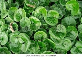 Attēlu rezultāti vaicājumam “Asarum europaeum”