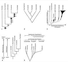 Image result for Evolution Stammbaum