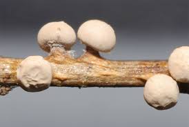 Attēlu rezultāti vaicājumam “Diderma montanum stalked”