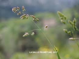 Attēlu rezultāti vaicājumam “Dactylis glomerata subsp. glomerata”