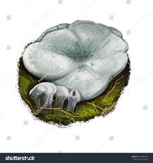 Attēlu rezultāti vaicājumam “Phellodon niger”