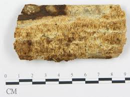 Attēlu rezultāti vaicājumam “Antrodia sinuosa”