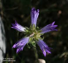 Image result for Campanula lingulata