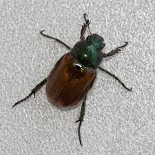 Attēlu rezultāti vaicājumam “Phyllopertha horticola”