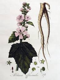 Image result for Althaea officinalis
