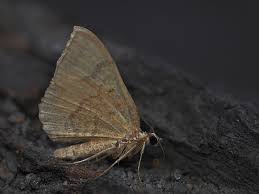 Attēlu rezultāti vaicājumam “Pelurga comitata”