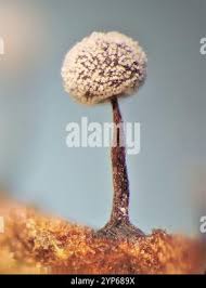 Attēlu rezultāti vaicājumam “Didymium nigripes”