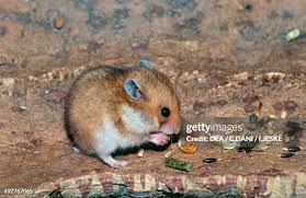 Attēlu rezultāti vaicājumam “Cricetidae”