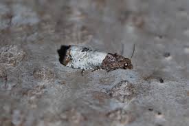 Attēlu rezultāti vaicājumam “Notocelia roborana”