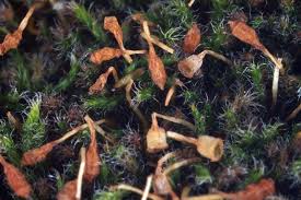 Attēlu rezultāti vaicājumam “Fissidens taxifolius sporophyte”