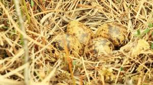 Attēlu rezultāti vaicājumam “Gallinago gallinago nest”