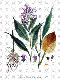 Attēlu rezultāti vaicājumam “Campanula patula fruit”