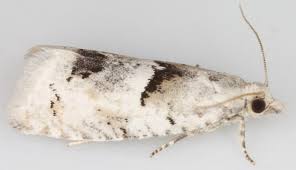 Attēlu rezultāti vaicājumam “Epinotia bilunana”