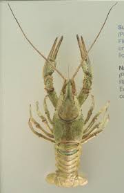 Attēlu rezultāti vaicājumam “Astacus leptodactylus”