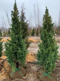 Attēlu rezultāti vaicājumam “Juniperus chinensis”