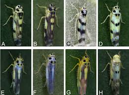 Attēlu rezultāti vaicājumam “Eupteryx vittata”