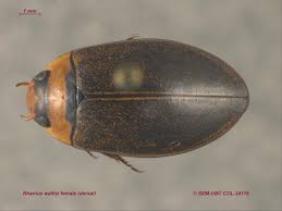 Attēlu rezultāti vaicājumam “Rhantus frontalis”