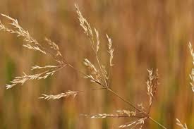 Attēlu rezultāti vaicājumam “Agrostis stolonifera subsp. straminea”