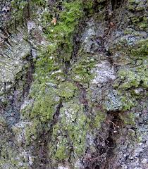 Attēlu rezultāti vaicājumam “Pleurococcus vulgaris”