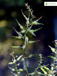 Attēlu rezultāti vaicājumam “Sinapis alba fruit”