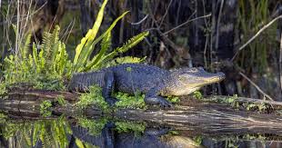 Image result for Alligator mississippiensis