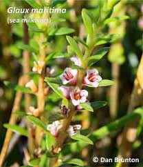 Attēlu rezultāti vaicājumam “Glaux maritima flower”