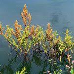 Attēlu rezultāti vaicājumam “Rumex maritimus fruit”