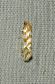 Attēlu rezultāti vaicājumam “Tettigoniodea exuvia”