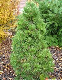 Attēlu rezultāti vaicājumam “Pinus sylvestris var. turfosa”