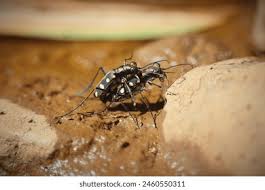 Attēlu rezultāti vaicājumam “Cicindela sylvatica imago”