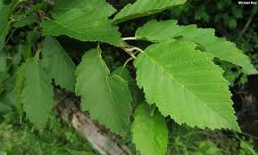 Attēlu rezultāti vaicājumam “Alnus incana leaf”