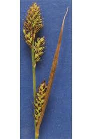 Attēlu rezultāti vaicājumam “Carex buxbaumii”