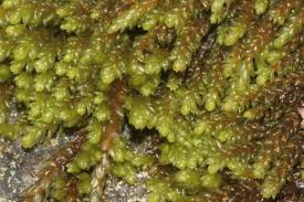 Attēlu rezultāti vaicājumam “Pterigynandrum filiforme”