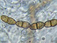 Attēlu rezultāti vaicājumam “Diplomitoporus flavescens”