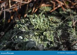 Attēlu rezultāti vaicājumam “Cladonia cornuta”