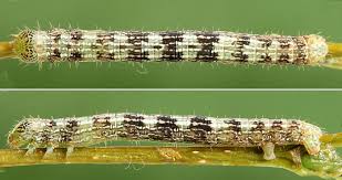 Attēlu rezultāti vaicājumam “Aethalura punctulata”