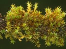 Attēlu rezultāti vaicājumam “Orthotrichum lyellii”