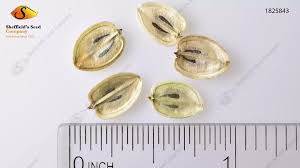 Attēlu rezultāti vaicājumam “Heracleum sosnowskyi fruit”