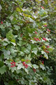 Attēlu rezultāti vaicājumam “Viburnum opulus flower”