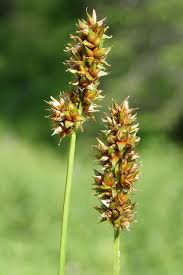 Attēlu rezultāti vaicājumam “Carex diandra”