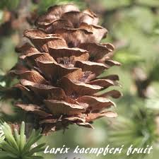 Attēlu rezultāti vaicājumam “Larix kaempferi fruit”
