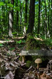 Attēlu rezultāti vaicājumam “Xerocomus chrysenteron”