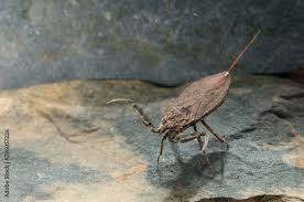 Attēlu rezultāti vaicājumam “Nepa cinerea”