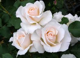 「花薔薇エルフ」の画像検索結果