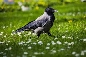 Attēlu rezultāti vaicājumam “Corvus cornix”