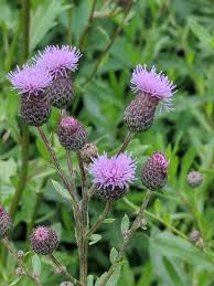Attēlu rezultāti vaicājumam “Cirsium arvense”