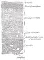 Adrenal cortex - Wikipedia, the free encyclopedia