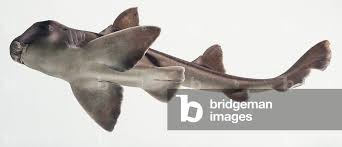 Image result for Heterodontus portusjacksoni